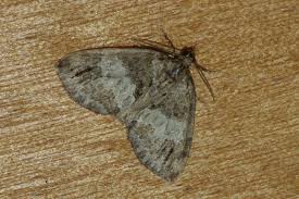 Attēlu rezultāti vaicājumam “Hydriomena impluviata”