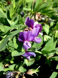 Attēlu rezultāti vaicājumam “Lathyrus japonicus subsp. maritimus flower”