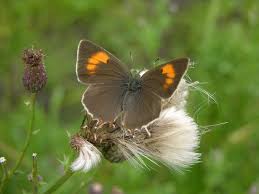 Attēlu rezultāti vaicājumam “Thecla betulae”