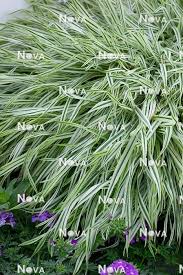 Attēlu rezultāti vaicājumam “Holcus mollis”