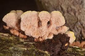 Attēlu rezultāti vaicājumam “Antrodiella semisupina”