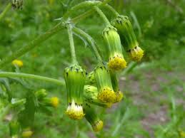 Attēlu rezultāti vaicājumam “Senecio vulgaris”