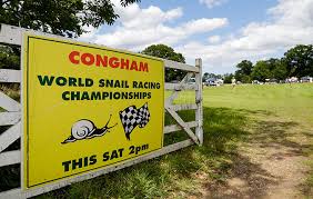Image result for World Snail Racing Championships