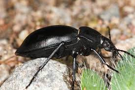 Attēlu rezultāti vaicājumam “Carabus glabratus”