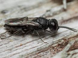 Attēlu rezultāti vaicājumam “Crabronidae”