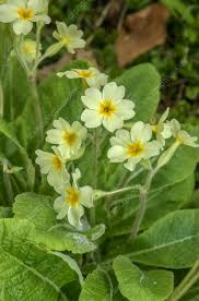 Image result for Primula elatior