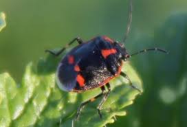 Attēlu rezultāti vaicājumam “Eurydema oleracea imago”