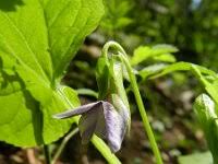 Attēlu rezultāti vaicājumam “Viola mirabilis”