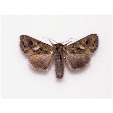 Attēlu rezultāti vaicājumam “Zygaena lonicerae”