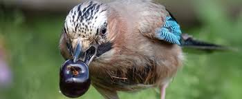 Attēlu rezultāti vaicājumam “Garrulus glandarius”