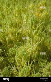 Attēlu rezultāti vaicājumam “Nitella flexilis”