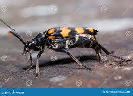 Attēlu rezultāti vaicājumam “Nicrophorus vespillo”