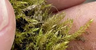 Attēlu rezultāti vaicājumam “Amblystegium serpens sporophyte”