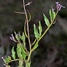 Attēlu rezultāti vaicājumam “Cribraria tenella”