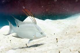 Image result for Lachnolaimus maximus