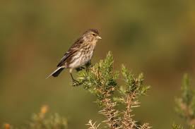 Image result for twite photo