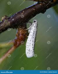 Attēlu rezultāti vaicājumam “Yponomeutidae”