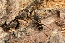 Attēlu rezultāti vaicājumam “Plagionotus detritus”