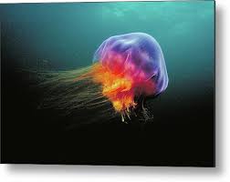 Image result for Cyanea capillata