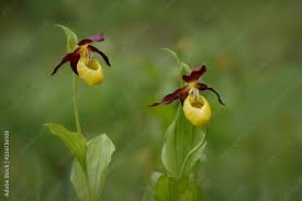 Attēlu rezultāti vaicājumam “Cypripedium calceolus”