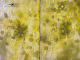 Attēlu rezultāti vaicājumam “Orthotrichum pumilum”