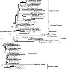 Attēlu rezultāti vaicājumam “Harpanthus flotovianus cells”