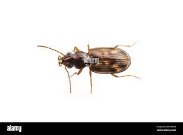 Attēlu rezultāti vaicājumam “Bembidion sp.”