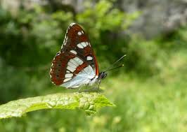 Attēlu rezultāti vaicājumam “Nymphalidae”