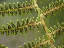 Attēlu rezultāti vaicājumam “Thelypteris palustris”