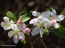Attēlu rezultāti vaicājumam “Malus sylvestris”