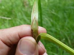 Attēlu rezultāti vaicājumam “Carex atherodes”
