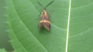 Attēlu rezultāti vaicājumam “Glyphipterigidae”