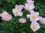 de la <b>Paeonia</b> lactiflora