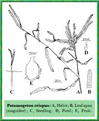 Attēlu rezultāti vaicājumam “Potamogeton compressus leaf”