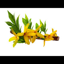 Attēlu rezultāti vaicājumam “Forsythia suspensa flower”