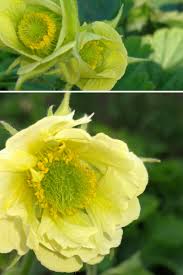Image result for Geum rivale