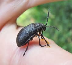 Attēlu rezultāti vaicājumam “Anacampsis blatariella”