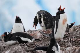 Image result for penguin