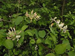 Attēlu rezultāti vaicājumam “Lonicera caprifolium”