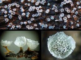 Attēlu rezultāti vaicājumam “Badhamia melanospora spores”