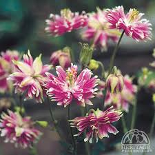 Image result for Aquilegia vulgaris `Nora Barlow`