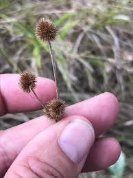 Attēlu rezultāti vaicājumam “Juncus compressus fruit”