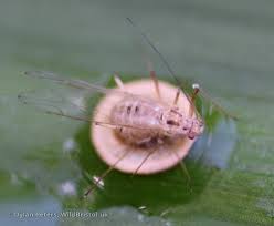Attēlu rezultāti vaicājumam “Drepanosiphum platanoidis”