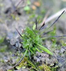 Attēlu rezultāti vaicājumam “Anthocerotopsida”