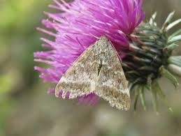 Attēlu rezultāti vaicājumam “Evergestis extimalis”