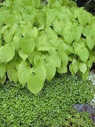 Attēlu rezultāti vaicājumam “Epimedium alpinum”