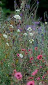 Image result for Scabiosa ochroleuca