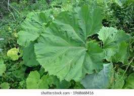 Image result for Petasites officinalis