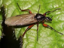 Attēlu rezultāti vaicājumam “Bibionidae female”