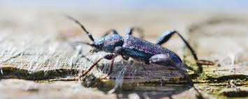 Attēlu rezultāti vaicājumam “Callidium violaceum”